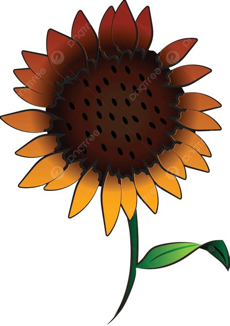 Vector Or Color Illustration Of A Sunflower With Stem Vector Leaf