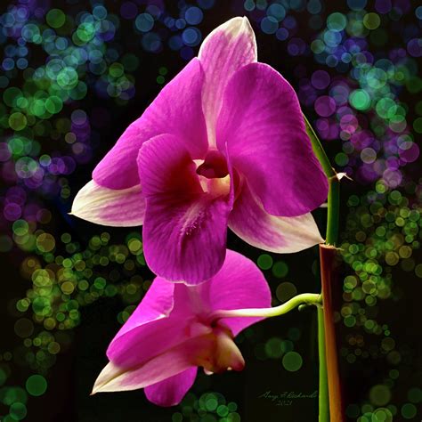 Purple Dendrobium Orchid Photograph By Gary F Richards Pixels
