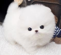 Puppy heaven offers teacup puppies for sale in the los angeles area. #microPOM #platinum #icewhite | Cute animals, Puppies ...