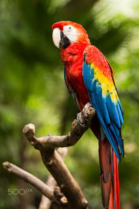 Portrait Of Portrait Of Scarlet Macaw Parrot Portrait Of Colorful