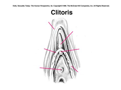Clitoris Diagram Quizlet