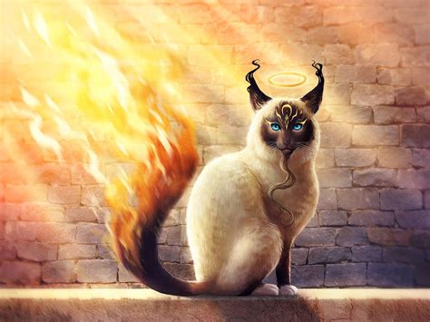 Magic Cat Wallpapers Top Free Magic Cat Backgrounds Wallpaperaccess