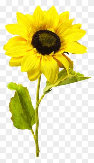 Clip Art Sunflowers Sunflower With Transparent Background Png