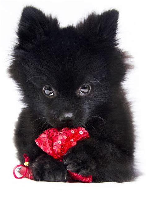 Black Pomeranian Older Pets Lovers