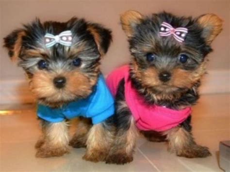 The official san antonio tourism guide for hotels, motels, bars, nightclubs, events and attractions. WELL SOCIALIZED YORKIE PUPPIES READY FOR NEW HOME CROCKETT ...