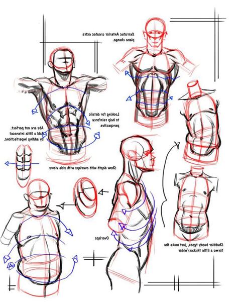 There are many ways to categorize the torso muscles. character-male-anatomy56 - I.A. Magazine