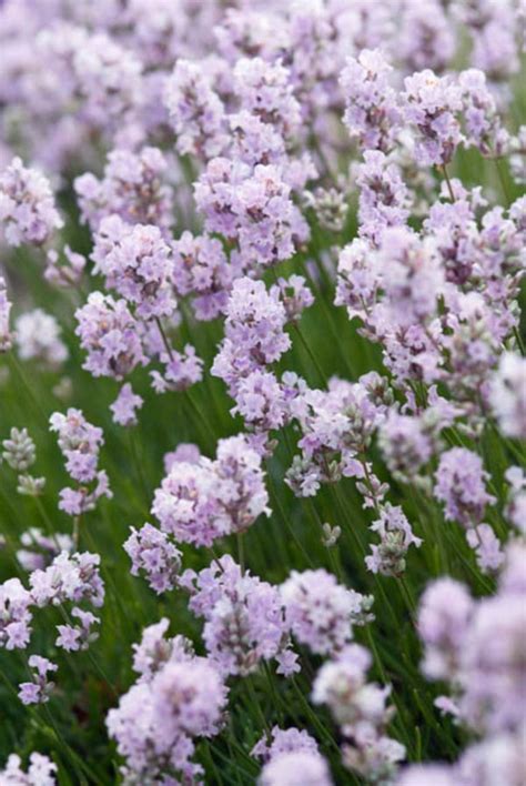 Lavandula Angustifolia Little Lottie Lavender Lavender Plant