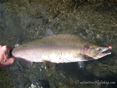 Native Trout Fly Fishing Pink Salmon