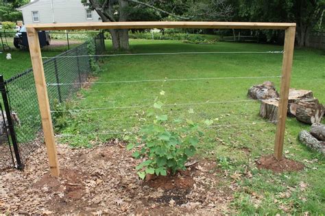 How To Build A Muscadine Trellis Beautiful 100 Backyard Grape Vine