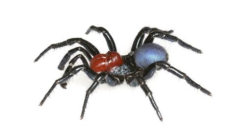 Top Ten Venomous Spiders In Australia Youtube