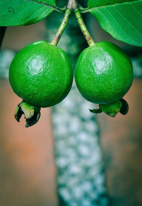 Growing Guava The Complete Guide To Plant Care And Harvest Guava