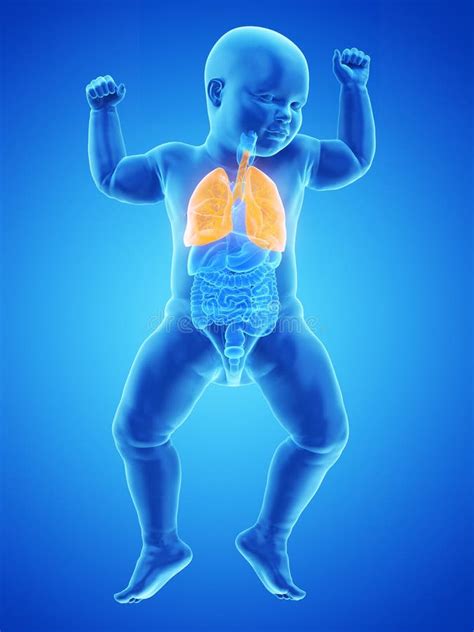 Baby Lung Stock Illustrations 146 Baby Lung Stock Illustrations