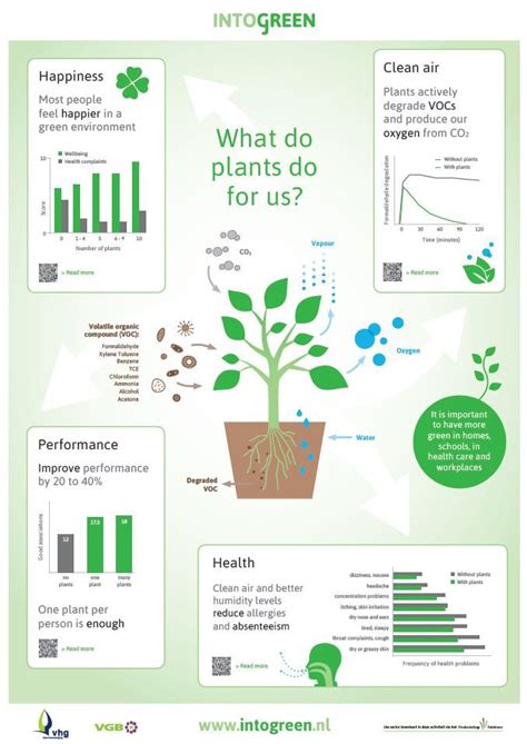 8 healthy benefits of indoor plants, according to horticulture experts. What do plants do for us? | Plants, Indoor plants ...