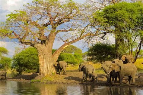 Arusha National Park Famous Tours And Safaris Tanzania