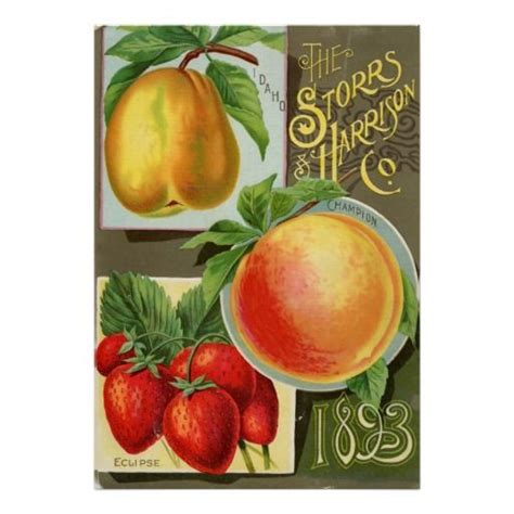 Vintage Seed Catalog Pears Peaches Strawberries Posters Vintage