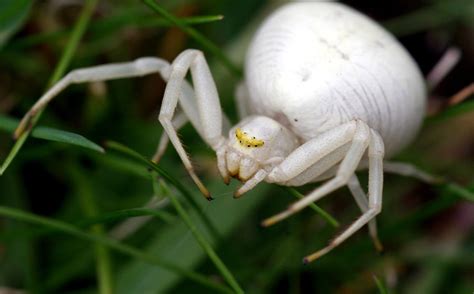 White Spider Lurking In Grass Thanks To Graham Cosper Wos Flickr