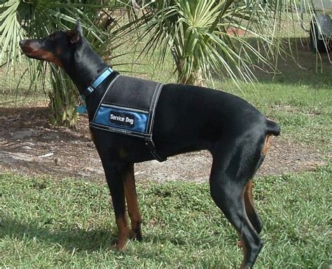 Check spelling or type a new query. Pin on Service Dogs