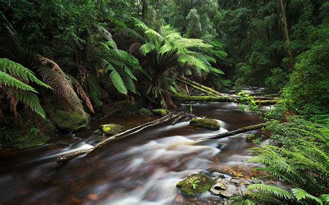 Nelson River Tasmania Australia Jungle Thick Green Vegetation Forest