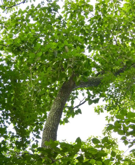 Maryland Biodiversity Project Swamp Cottonwood Populus Heterophylla