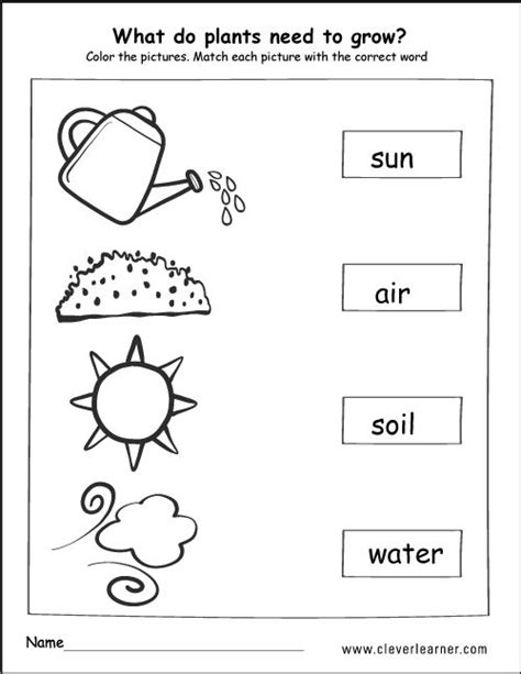 What Do Plants Need To Grow Activity Worksheet For Children