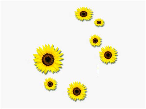Common Sunflower Euclidean Vector Clip Art Petals Sunflowers Png