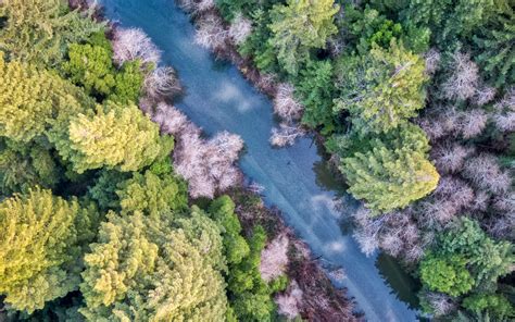 Download Wallpaper 3840x2400 Forest Trees River Aerial View 4k Ultra