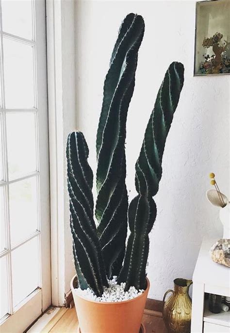 What Is This Cool Looking Cactus Plants Indoor Cactus Cactus Plants
