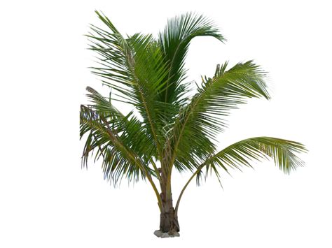 Palm Tree Png Image Transparent Background Png Arts