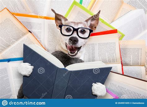 Dog Reading Books Stock Image Image Of Indoor Journal 204951655