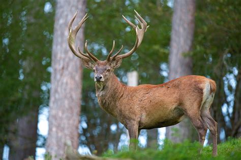 Deer — Wild Ireland