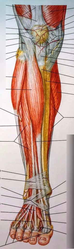 Leg Muscles Diagram Labeled Muscles Of The Lower Limb Teachmeanatomy