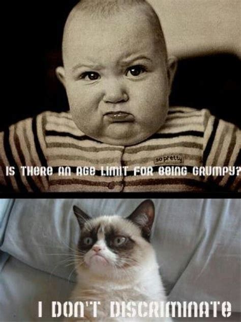 Grump Cat Grumpy Cat Meme Cat Jokes Crazy Cat Lady Crazy Cats