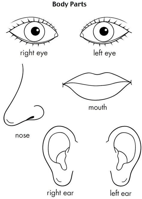 My body coloring pages 2 instructions: Pin on rasanjaee