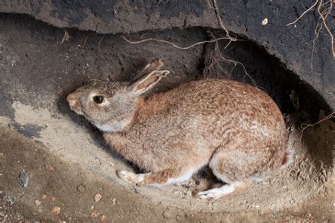 Rabbit Burrow Where Do Rabbits Live