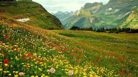 Alpine Wild Flowers Hd Desktop Wallpaper Widescreen High Definition