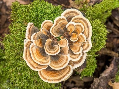 10 surprising benefits of turkey tail mushrooms organic facts