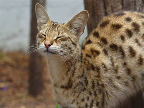 14 Incredible Facts About The Home Leopard Known As Safari Cat Petpress