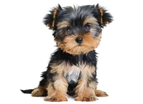 How Much Is A Toy Yorkie Puppy