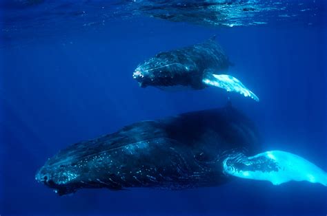 Baby Humpback Whales Whisper To Hide From Predators Study