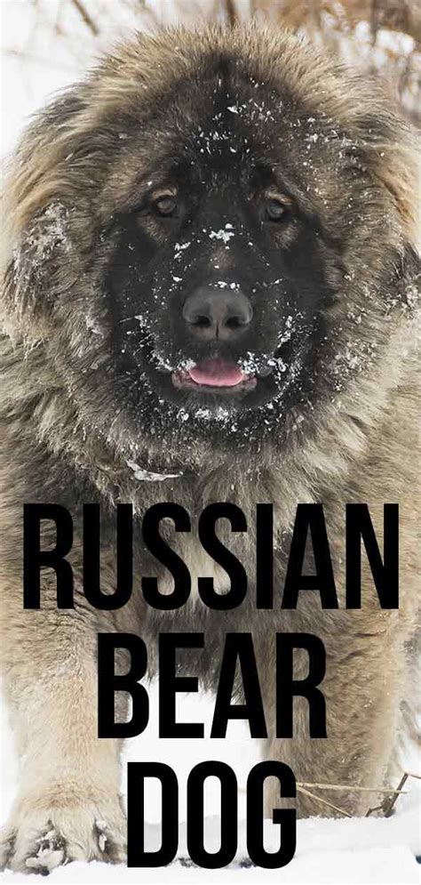What Is A Russian Bear Dog