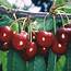 Cherry Tree Prunus 12L Pot  Hedges Direct UK