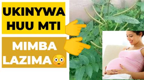 Jinsi Ya Kupata Mimba Haraka Kwa Mkunde Pori Kupatamimba Youtube