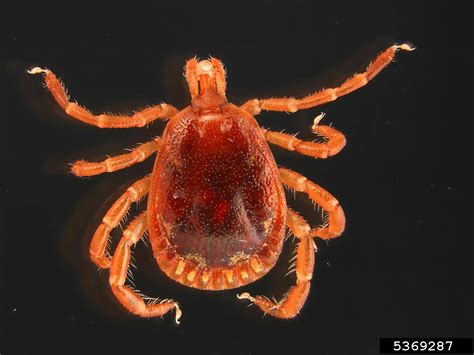 Lone Star Tick Amblyomma Americanum