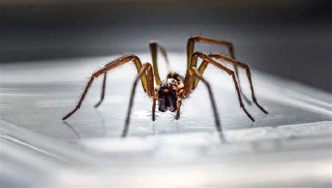Venomous Brown Recluse Spider Extracted From Missouri Womens Ear