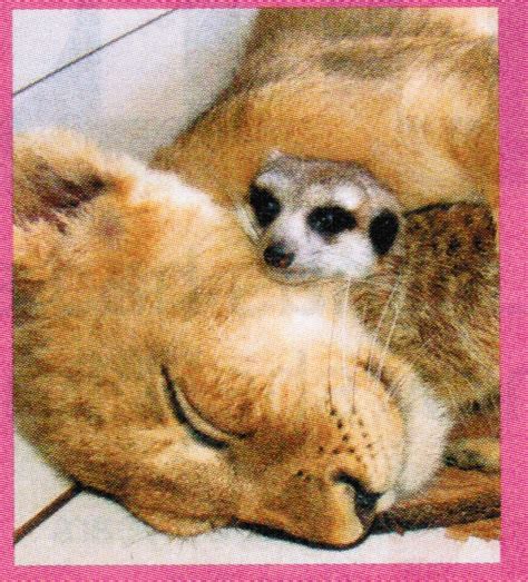 Lioness And Meekat Friends Wild Animals Photo 20016748
