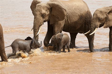 African Elephants Watch Babies Play Photograph By Pete Mcbride