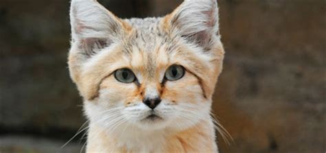 Having thickly furred feet, it is well adapted to the extremes of a desert environment and tolerant of extremely hot and cold temperatures. In the Wild: Meet the Sand Cat - Catster