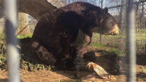 Baloo The Bear Investigates Fur From Born Free Usas Fur