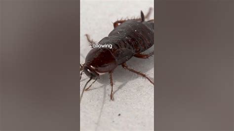 This Disturbing Fact About Cockroaches That Will Blow Your Mindshorts