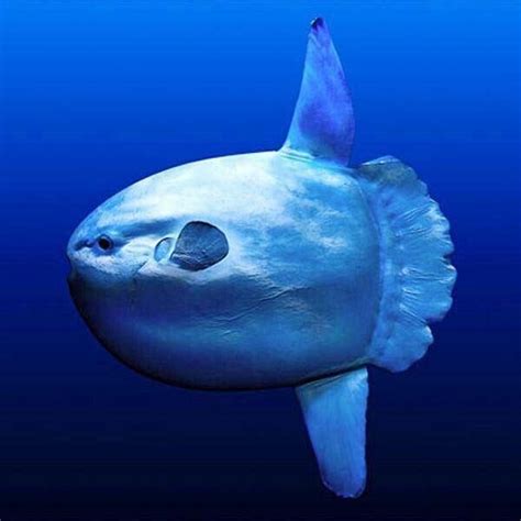 Sunfish Mola Mola Ocean Creatures Ocean Fishing Ocean